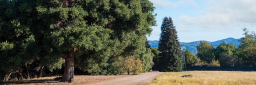 Un poderoso bosque ancestral